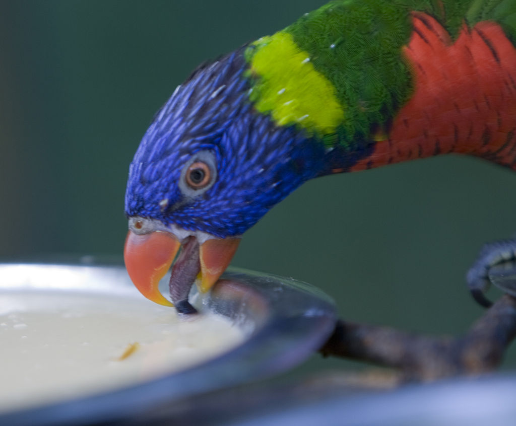 Rainbow Lorikeet (Trichoglossus moluccanus) Drinking ©WikiC