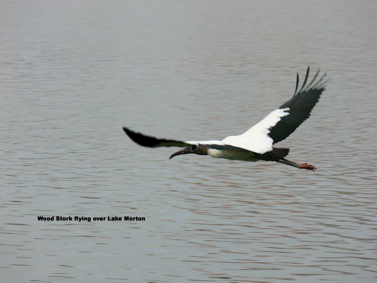 Wood Stork flying over Lake Morton by Lee 2009