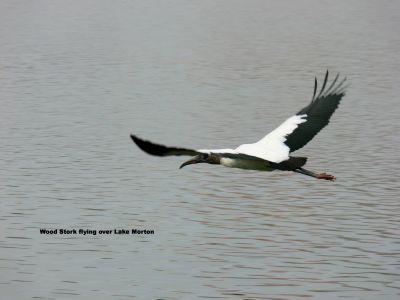 Wood Stork flying over Lake Morton by Lee 2009