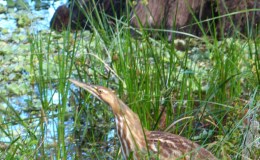 Bible Birds – Bittern&nbsp;I