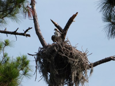 Western Osprey (Pandion haliaetus) by Lee at Honeymoon Is SP