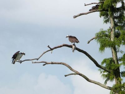 Western Osprey (Pandion haliaetus) With Fish