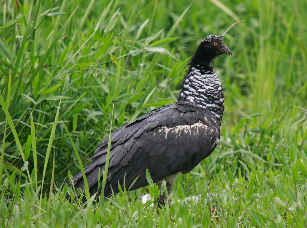Horned Screamer (Anhima cornuta) ©©Flickr WMCarlos