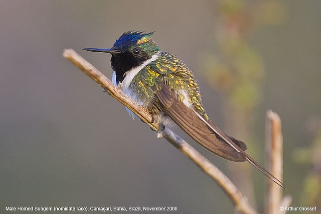 Horned Sungem (Heliactin bilophus) ©ArthurGrosset