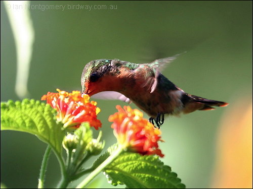 Tufted Coquette (Lophornis ornatus) by Ian