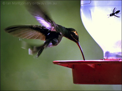 White-bearded Hermit (Phaethornis hispidus) by Ian