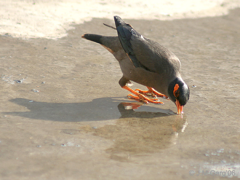 Bank Myna (Acridotheres ginginianus) ©WikiC