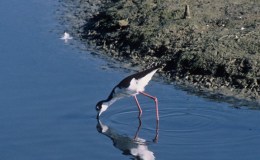 Lee’s One Word –&nbsp;Drink