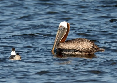 Brown Pelican and Laughing Gull by Dan MacDill Shore 2014