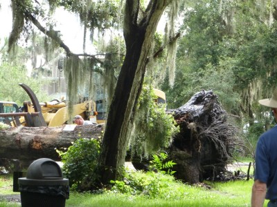 Removing the huge fallen Oak tree at Circle B
