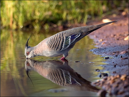 Crested Pigeon (Ocyphaps lophotes) by Ian