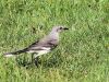 Northern Mockingbird (Mimus polyglottos) by Lee at Honeymoon Is SP