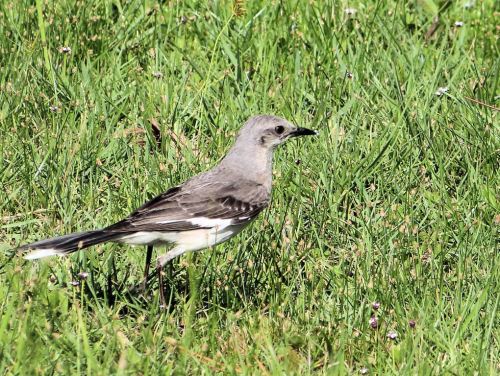 Northern Mockingbird (Mimus polyglottos) by Lee at Honeymoon Is SP