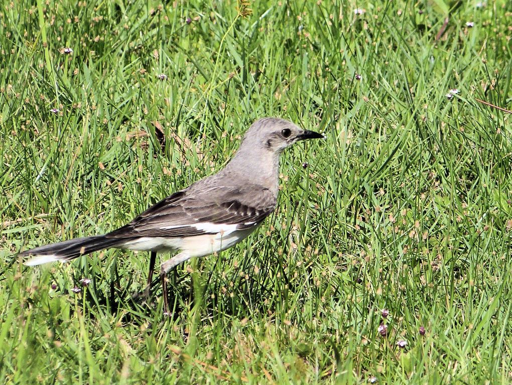 Northern Mockingbird by Lee at Honeymoon Is SP