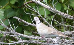 Joyous Christmas 2013