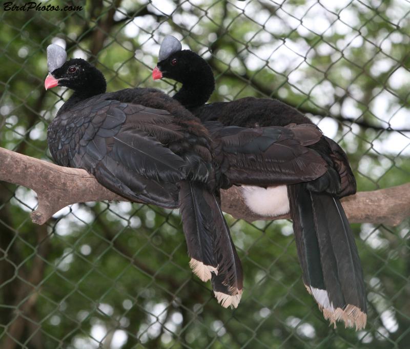 Helmeted Curassow (Pauxi pauxi) ©BirdPhotos.com