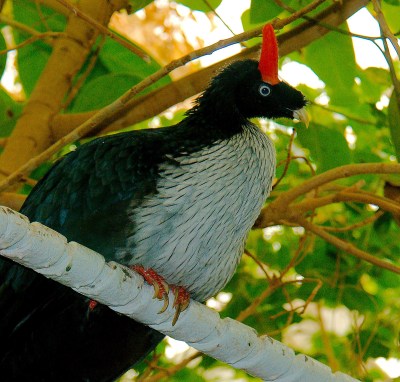 Horned Guan (Oreophasis derbianus) ©©Flickr JoshMore
