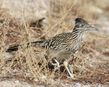 Greater Roadrunner (Geococcyx californianus) ©©Flickr