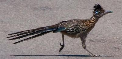 Greater Roadrunner (Geococcyx californianus) ©©Nathan Davis Bing