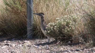 Greater Roadrunner (Geococcyx californianus) ©©thedrinkingbird Bing