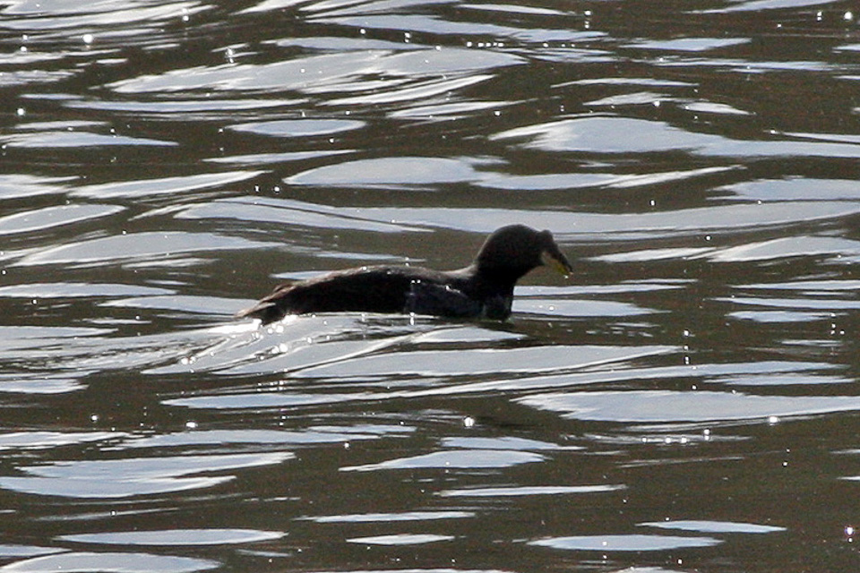 Horned Coot (Fulica cornuta) ©WikiC
