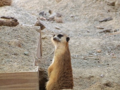 Meerkat at LP Zoo by Lee
