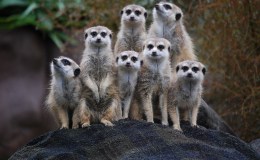 Interesting Things – Meerkat&nbsp;School