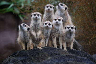 Meerkats at the Auckland Zoo ©©Auckland_Zoo