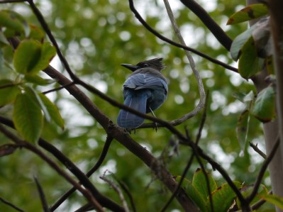 Steller's Jay (Cyanocitta stelleri) ©Flickr LeeJaffe