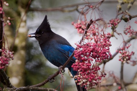 PAS-Corv Steller's Jay (Cyanocitta stelleri) ©Flickr RichLeche