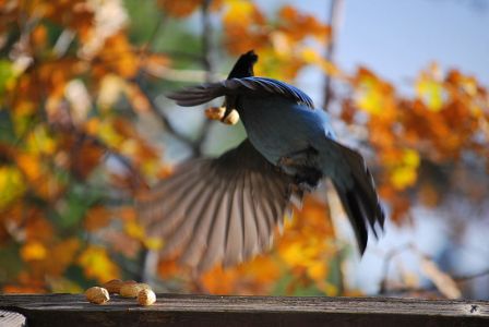 Steller's Jay (Cyanocitta stelleri) ©WikiC