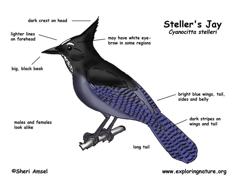 Steller's Jay (Cyanocitta stelleri) Decription ©sheriAnsel www.exploringnature.org