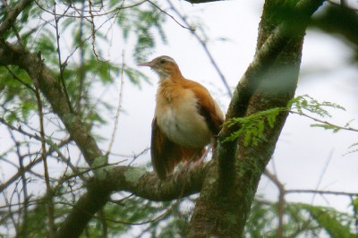 Caribbean Hornero (Furnarius longirostris) ©©Flickr DaveCurtis