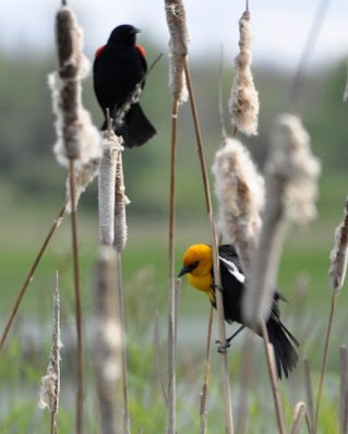 Red-winged and Yellow-headed Blackbirds on Cattails ©Orcawatcher.com