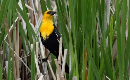 Yellow-headed and Red-winged Blackbirds:  Living on the Inside or the&nbsp;Outside?