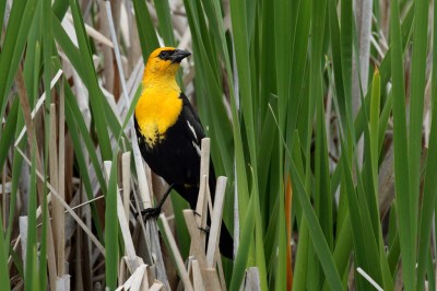 Yellow-headed Blackbird (Xanthocephalus xanthocephalus) ©WikiC Alan Vernon