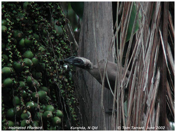 Hornbill Friarbird (Philemon yorki) by Tom Tarrant