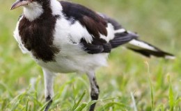 Intimidating Duets – ©Creation&nbsp;Moments