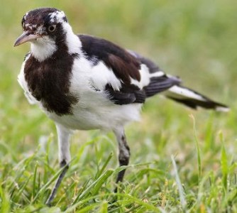Magpie-lark (Grallina cyanoleuca) ©©J.J. Harrison