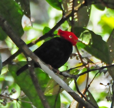 Scarlet-horned Manakin (Ceratopipra cornuta) ©©Flickr JerryOldenettel