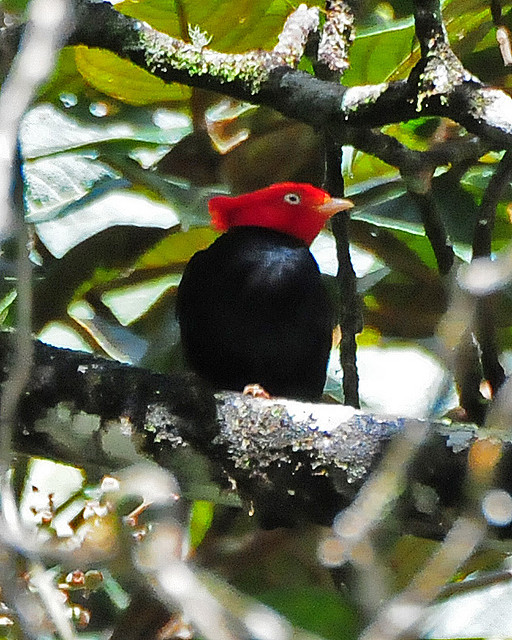 Scarlet-horned Manakin (Ceratopipra cornuta) ©©Flickr JerryOldenettel