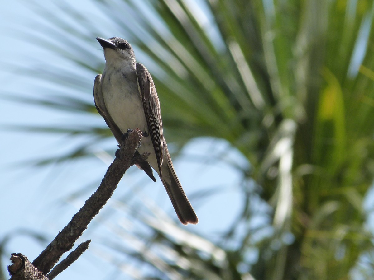 Grey Kingbird (Tyrannus dominicensis) by Lee at Honeymoon Is SP