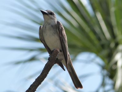 Grey Kingbird (Tyrannus dominicensis) by Lee at Honeymoon Is SP