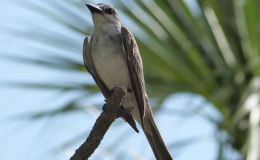 Grey Kingbird at Honeymoon Island&nbsp;SP