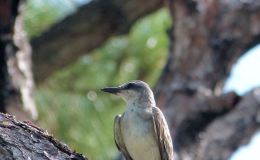 Sunday Inspiration – “King” Birds