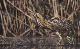 Scrambled Birds of the&nbsp;Bible