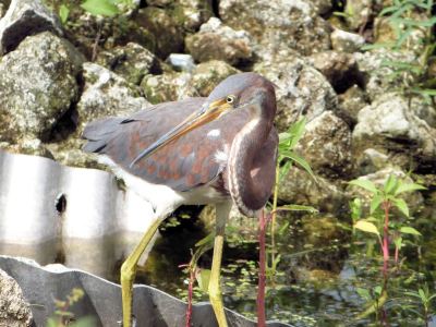 Tricolored Heron (Egretta tricolor) Juvenile Circle B by Lee