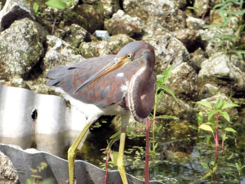 Tricolored Heron (Egretta tricolor) Juvenile Circle B by Lee
