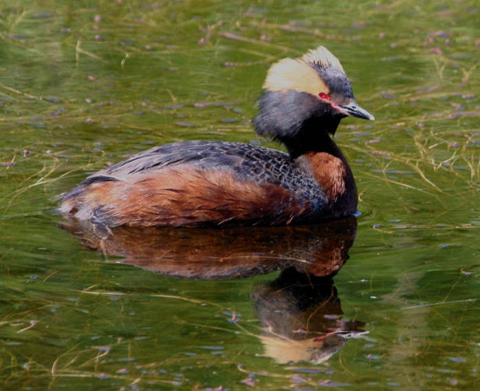 Horned Grebe (Podiceps auritus) ©USFWS