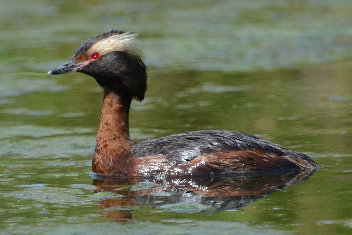Horned Grebe (Podiceps auritus) ©Wiki